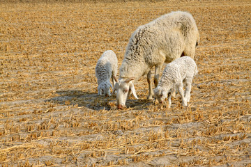 Obraz na płótnie Canvas sheep in paddy fields