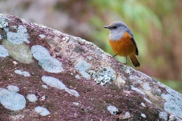 Benson's rock thrush