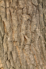dry tree bark in the wild