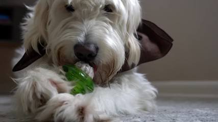 Cute and happy white dog playing with his toy. Dog chewing his toy. Close up shot.