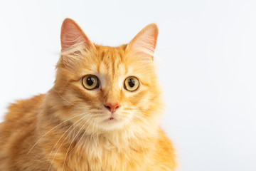 tiger red cat with beautiful hairs