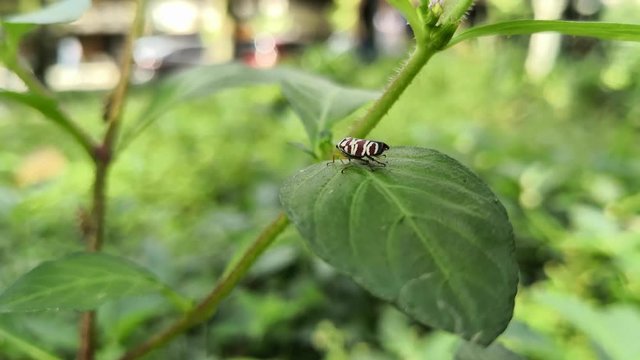 Small reddish brown insect with white stripes on a green leaf of a wild plant. Park with people walking background.