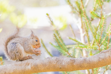 クルミを食べるリス