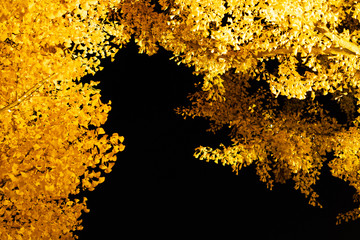 昭和記念公園　紅葉祭りライトアップ５