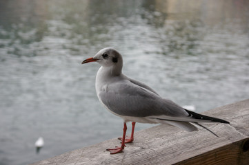 Fototapeta na wymiar 11月のスイス　ルツェルン　ロイス川で休む小鳥