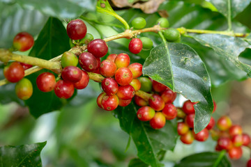 Fresh Arabica Coffee beans ripening on tree in North of thailand
