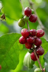 Fresh Arabica Coffee beans ripening on tree in North of thailand
