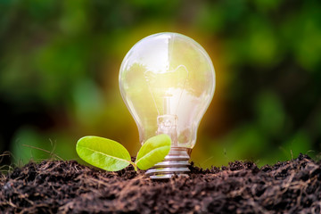 Renewable energy. The bulb is located on the soil, and the leaves are growing.