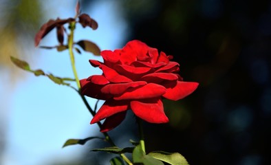red rose blooming in nature on black and white background