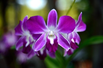 purple Phalaenopsis orchid flowers with natural background.