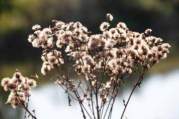Dry wildflowers