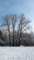 Winter Landscape of South Park with snow covered trees in city of Sofia, Bulgaria