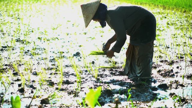 Farm worker planting rice seedlings in Java Indonesia 