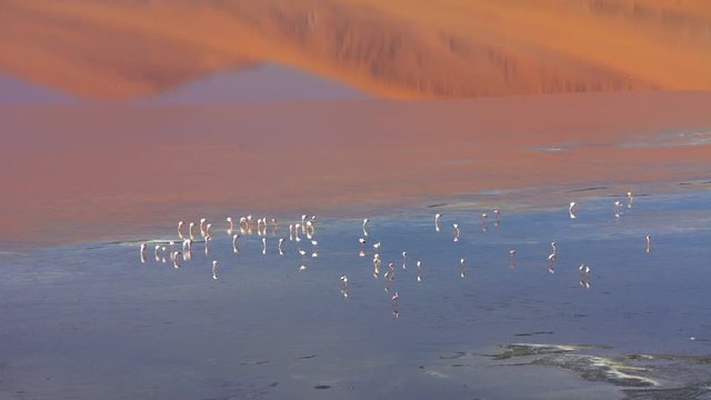 Bolivian rare Pink Flamingos in Eduardo Avaroa National Reserve Altiplano desert Salt flats an inland lake South America