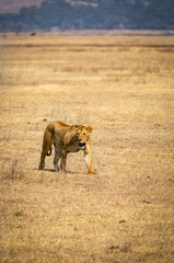 A lonely lioness inside the Ngorongoro crater in Tanzania, Africa