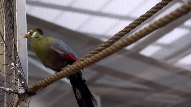Close view of a turaco in captivity stading on a rope.