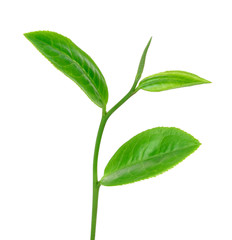 green tea leaf on white background