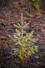 Picea glauca - Young White Spruce