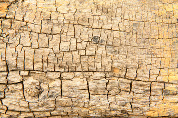 Woodiness grain