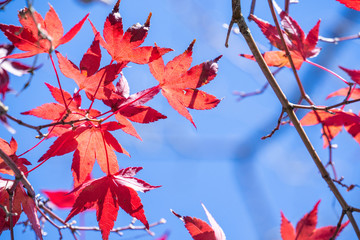 Beautiful red maple leaves in autumn sunny day, blue sky, close up, copy space, macro