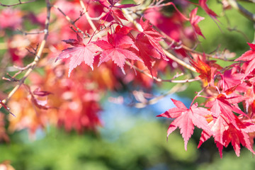 Beautiful red maple leaves in autumn sunny day, blue sky, close up, copy space, macro