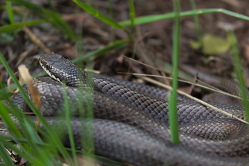 Snake in the grass