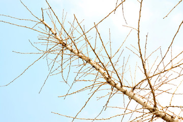 Dry ginkgo tree branches