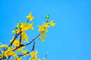 Arabesques of forsythia flowers in a garden
