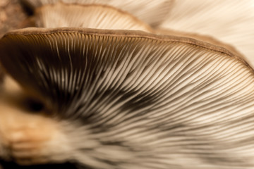 Amazing mushroom background and texture. Close up shot.