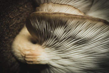 Amazing mushroom background and texture. Close up shot.