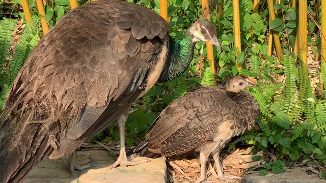 peakcock with her baby peackcock