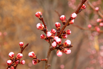 apricot blossom