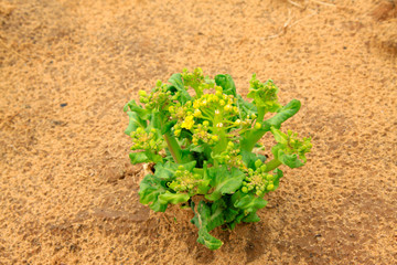 cabbage flowers