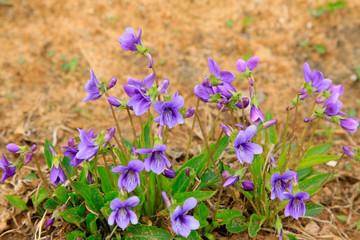 Naklejka premium Chinese violet in the wild