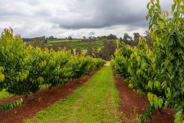 Fototapeta premium Rows of cherry trees on a farm