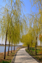 willow tree by river road in the spring