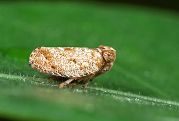 Macro Photo of Planthopper on Green Leaf