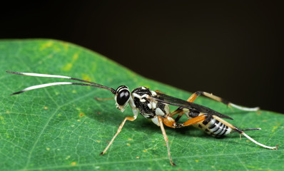 Macro Photo of Ichneumon Wasp with Black and White Antennae on Green Leaf