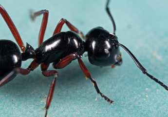 Macro Photo of Black Ant on The Floor