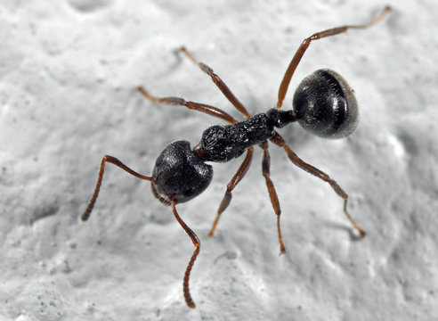 Macro Photo of Black Ant on The Floor