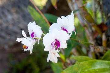 White and purple orchid flower and yellow insects on blur nature background.