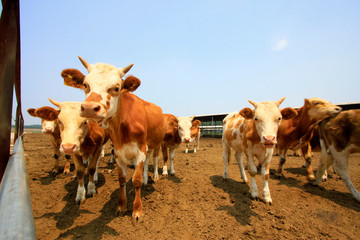 Beef cattle in a farms