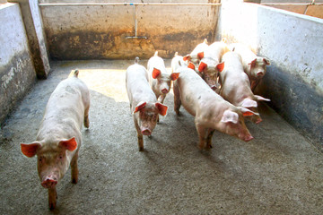 pigs in the farm