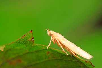white moth insects