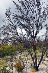 Burnt and blackened Casuarina tree with split bark in heath with understorey regenerating after a bushfire near Wattamolla, Royal National Park, New South Wales, Australia. 