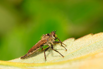 tabanidae insect prey on aphids