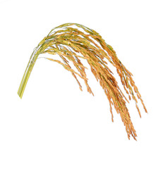 Ears of rice isolated isolated on white background