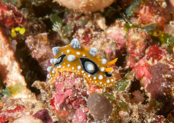 Ocellate phyllidia nudibranch ( Phyllidia ocellata ) crawling on corals of Bali,Indonesia