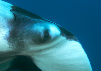 Fototapeta premium Face of an oceanic manta ray (Manta birostris), looking at me, Raja Ampat, Indonesia
