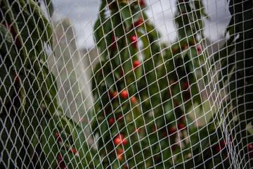 Closeup of white netting that protects cherry trees from birds